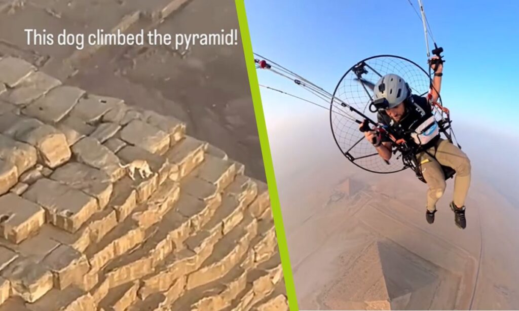 De no creerse: En Egipto, perro llegó hasta la cima de las pirámides de Giza; así lo captaron
