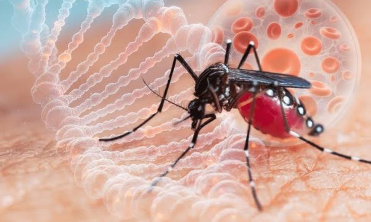 El dengue es transmitido por un mosquito endémico de la Huasteca