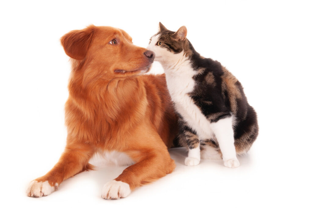 ¿Tienes perros y gatos? En Pachuca harán una campaña de esterilización; checa las fechas