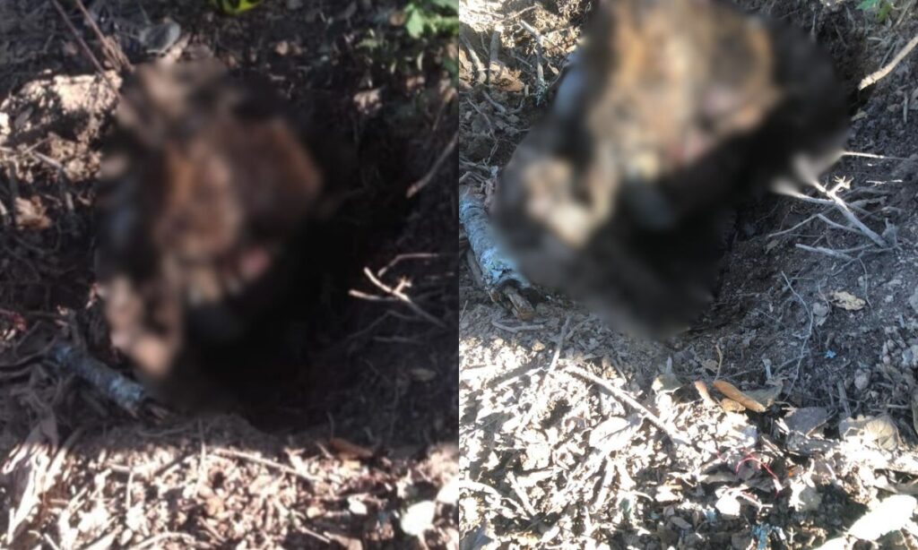 Hallan en Cuautepec de Hinojosa a un cadáver parcialmente enterrado en zona boscosa