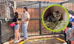 Atienden en Pachuca a tigrillo que fue rescatado en JaltocánFoto: Archivo