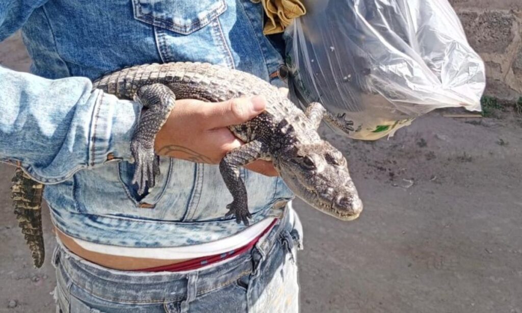 Tulancingo: Detienen a un hombre por ¡pasear un caimán en plena vía pública!