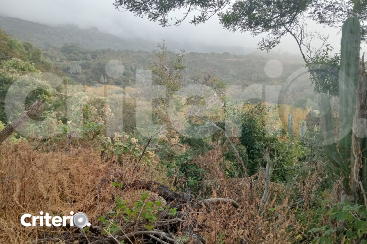 Área de la planicie cubierta de flora, frente al sitio arqueológico en San Agustín Metzquititlán