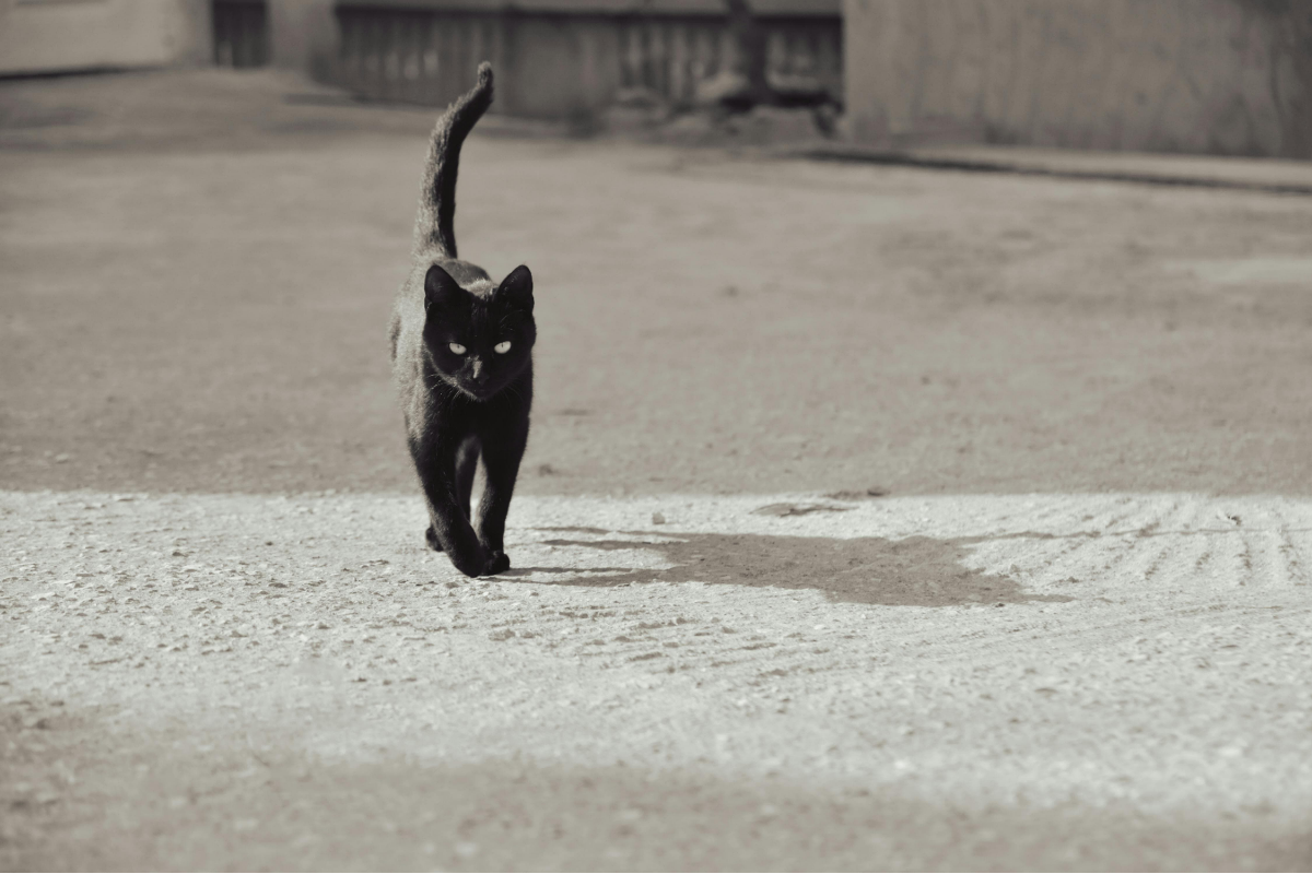 El viernes 13, una fecha rodeada de supersticiones y misterios históricos, al igual que pasa con los gatos negros / Foto. Pexels