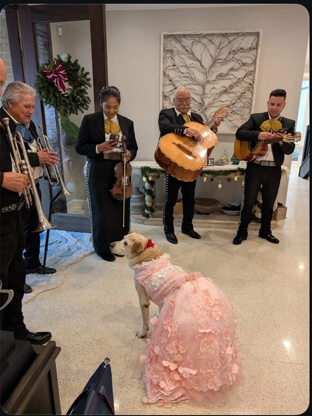 Con un vestido rosa, la perrita quinceañera disfrutó de una fiesta única y llena de detalles / Foto. Redes