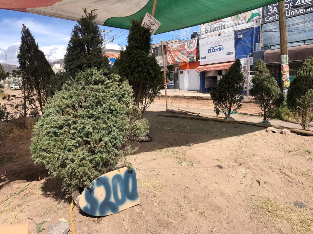 Rematan en Pachuca los pinos naturales para Navidad; este es el precio en que los venden