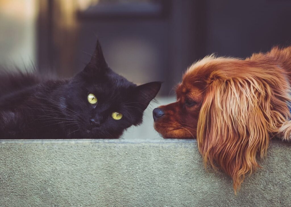 Diputados de Hidalgo avalan que ayuntamientos realicen esterilizaciones a perros y gatos