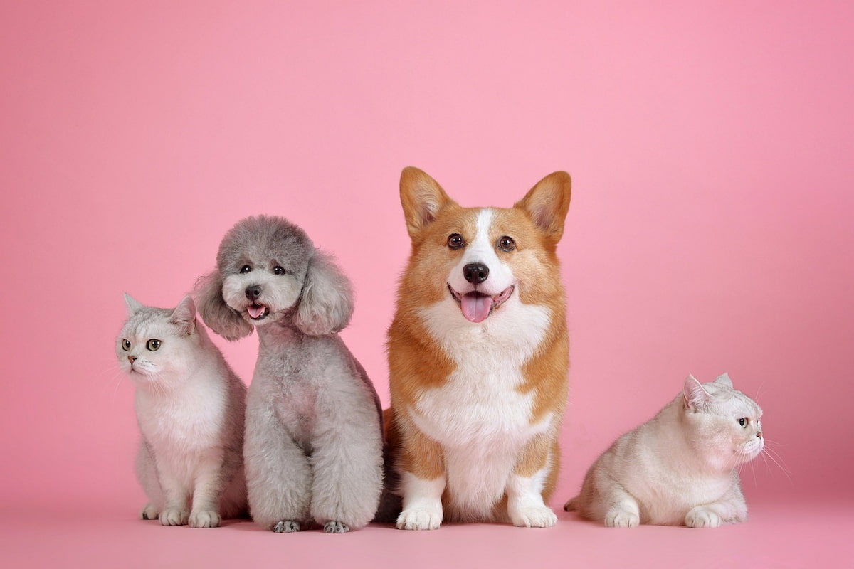Guía completa para reconocer y tratar el estrés canino, con consejos prácticos para mejorar el bienestar de tu mascota
