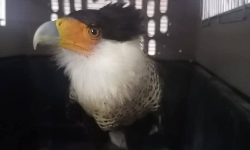 Rescatan a un águila en Metztitlán y fue enviado a Pachuca; así fue localizado el ave