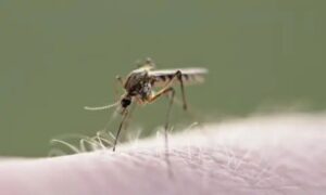 El mosquito transmisor del dengue ha demostrado su capacidad de adaptación | Foto: Archivo