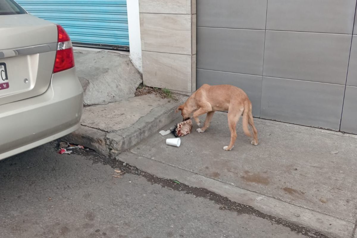 El perro que causó alarma al deambular con un hueso sospechoso en Tulancingo