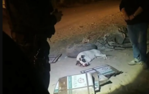 Activistas exigen justicia para Cornelio y condenan el caso de maltrato animal