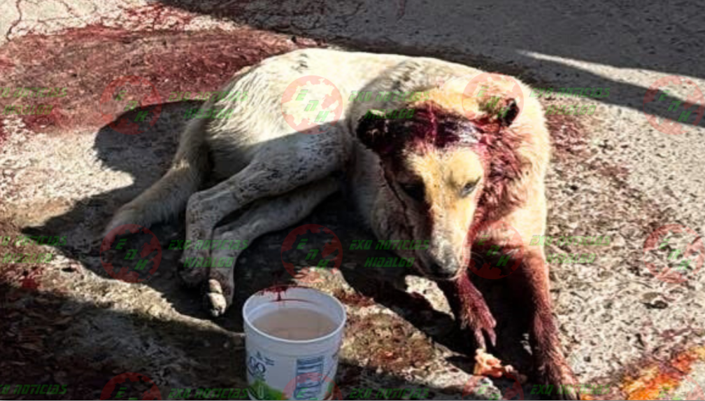 Organizaciones en Ixmiquilpan exigen justicia por este caso de maltrato animal