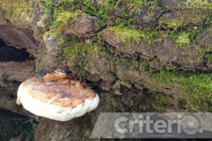 Una experiencia que combina naturaleza, aventura y conexión con el entorno
