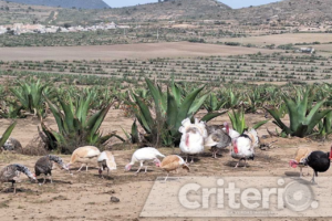 Ceremonias, talleres y exposiciones que resaltan la riqueza del maguey