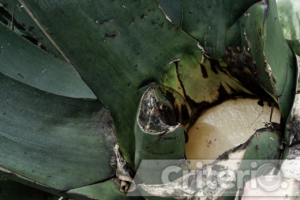 Celebra la riqueza cultural y natural en Singuilucan con música, talleres y tradición