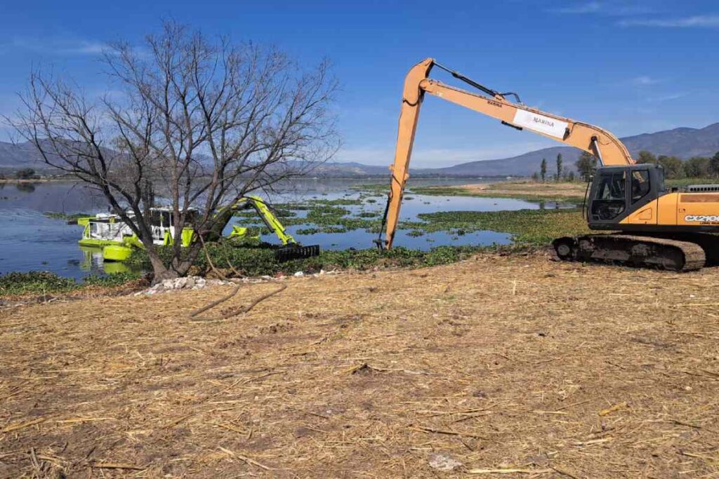Autoridades federales determinaron retirar el lirio, pero no triturarlo, para evitar contaminar la presa