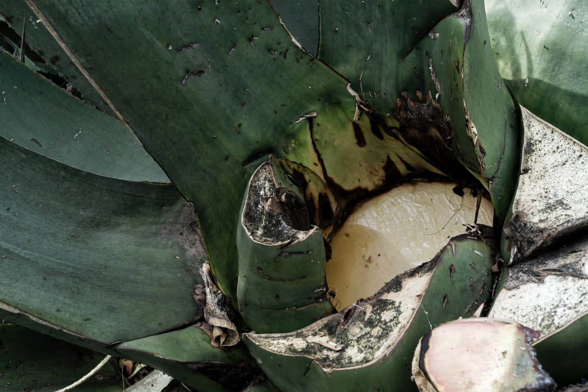 Los sabores únicos del pulque directo del tinacal esperan a los asistentes el próximo 2 de febrero en Singuilucan / Foto. Carlos Mercado 