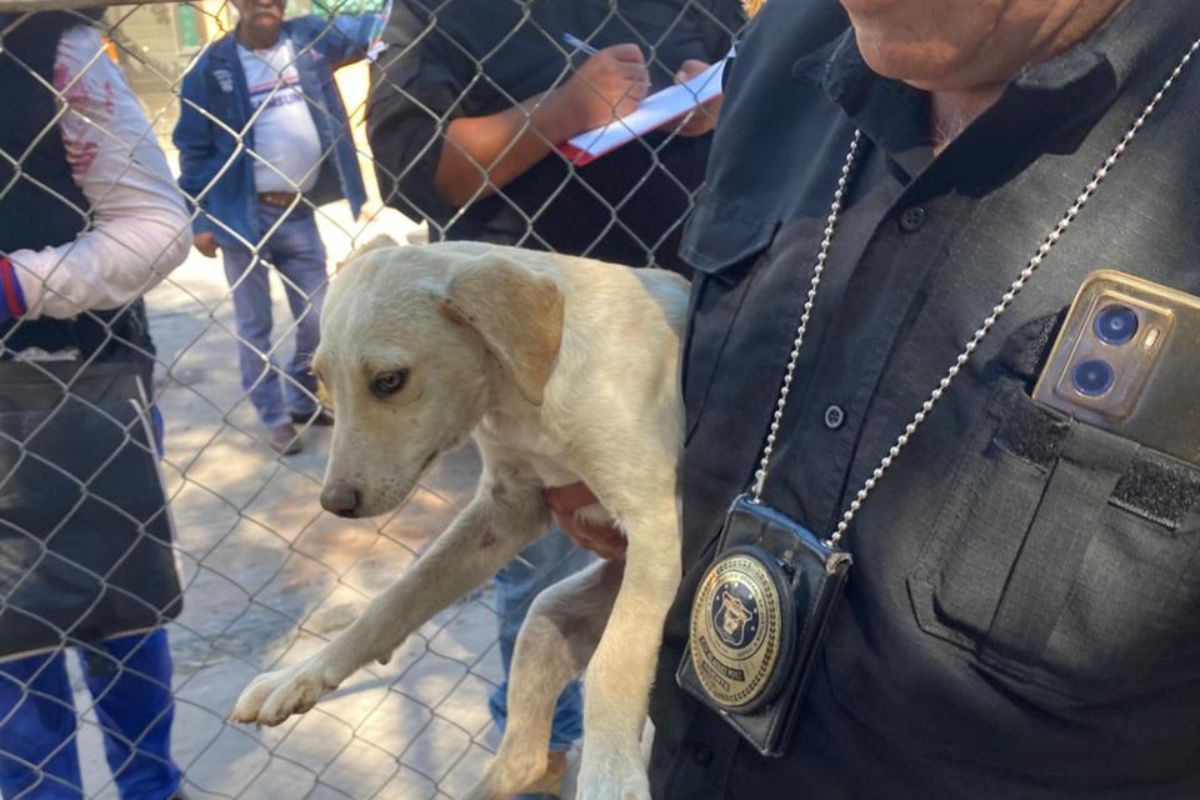 Ante casos de maltrato animal la ciudadanía puede acercarse a cualquier Agencia del Ministerio Público