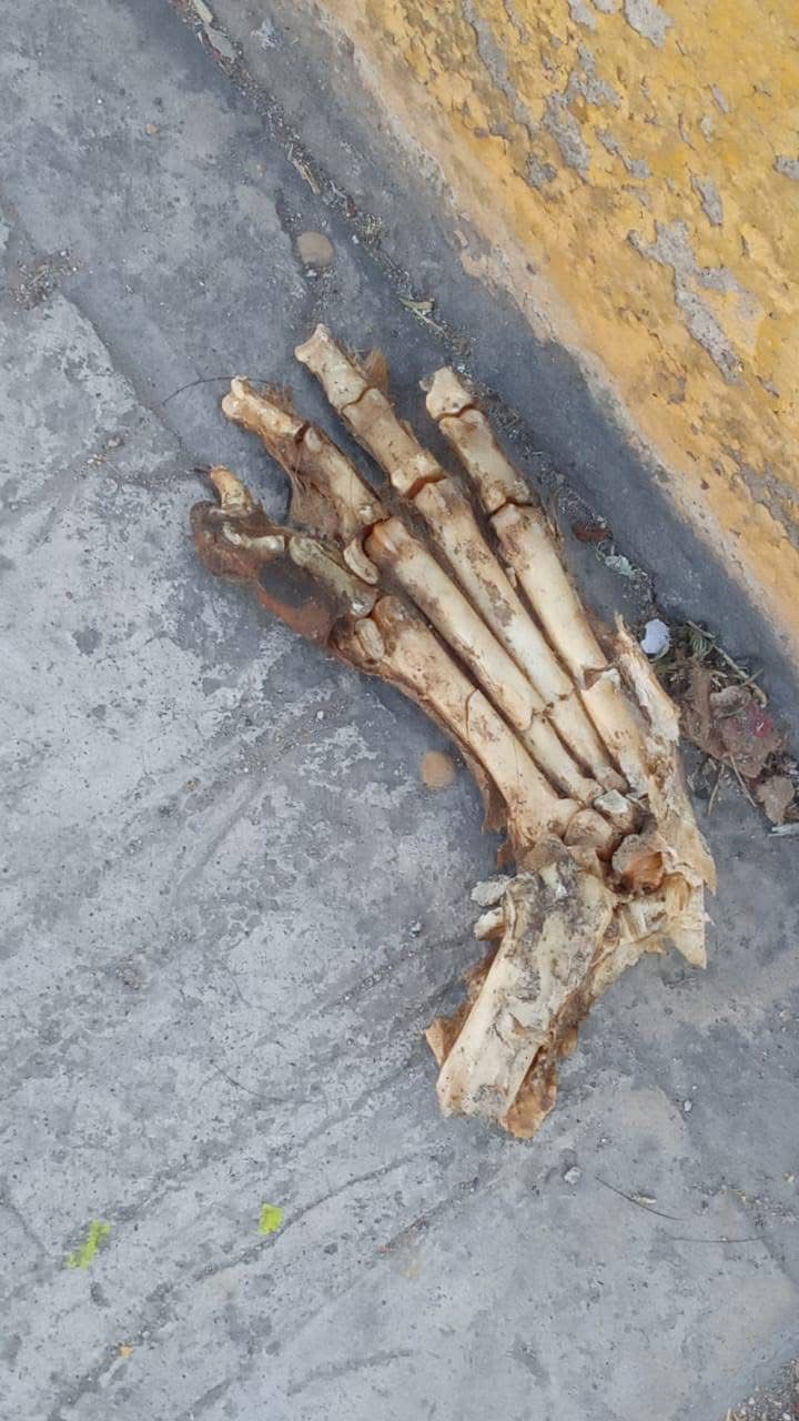 Restos hallados en Fithzi, Ixmiquilpan, confirmados como de origen animal / Foto. Especial