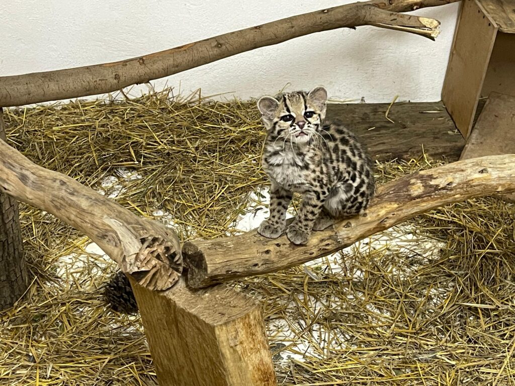 Tigrillo que está en la Unidad de Rehabilitación de Fauna Silvestre, en la fase final de recuperación