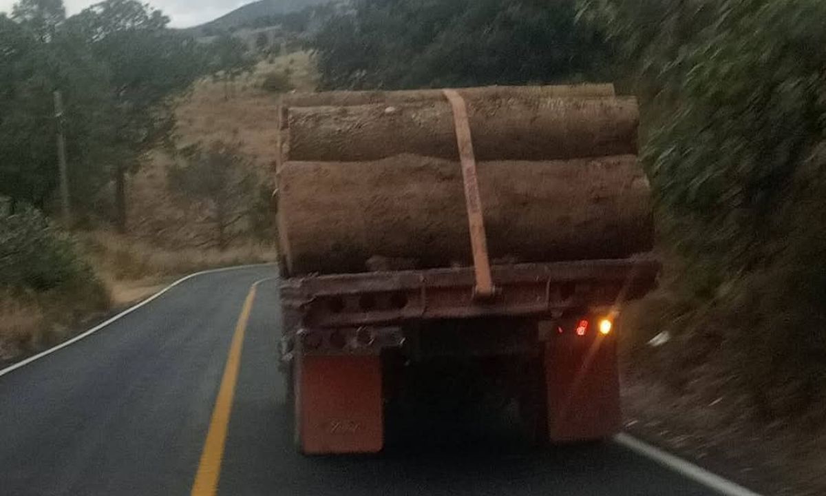 La tala clandestina también involucra a entidades federativas colindantes | Foto: Especial
