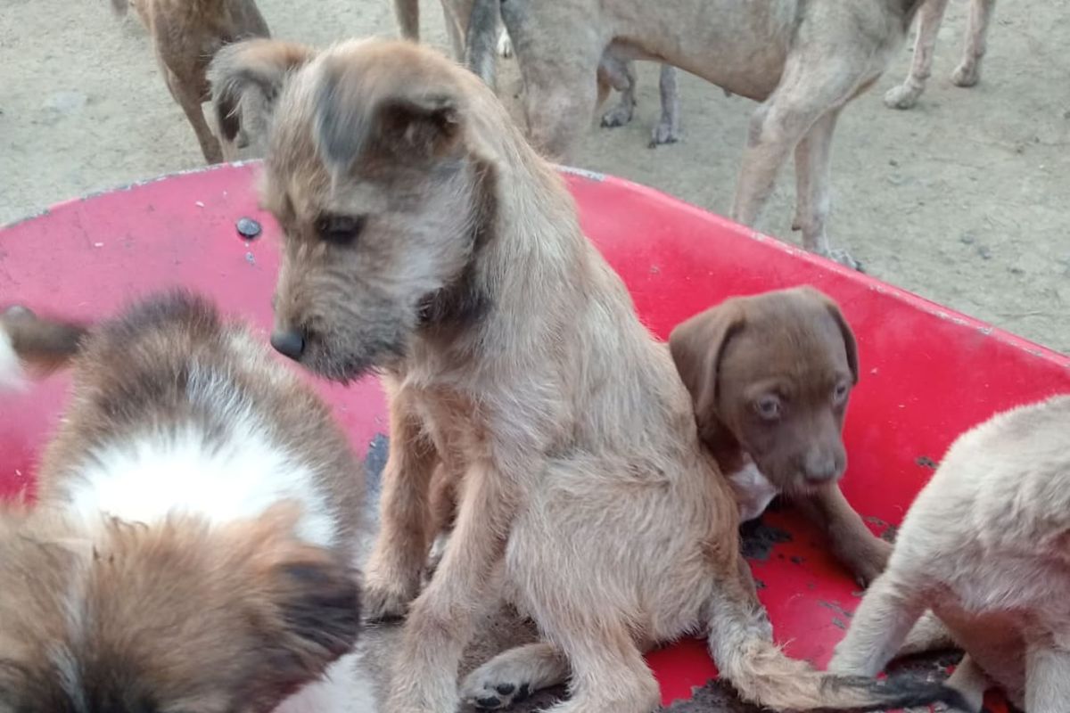 Más de cien perros y gatos reciben atención en el refugio de Huejutla gracias a la donación de alimento