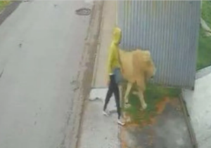 El león fue visto caminando libremente en calles del Estado de México.