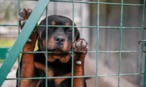 Este año se han registrado dos casos de maltrato animal en HidalgoFoto: Archivo