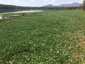 Las fumigaciones son insuficientes mientras siga el lirio, explicó, pues ahí se desarrollan las larvas del moscoFoto: Miguel Ángel Martínez