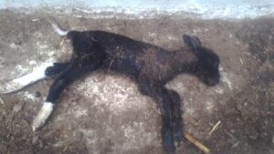 Los afectados recriminaron los daños a su economía por la pérdida de los animalesFoto: Especial