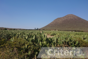 Las antiguas haciendas de Zempoala fueron clave en la producción de pulque, una bebida que aún se disfruta con orgullo en la región