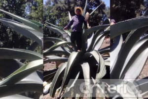 ¡A brindar con pulque! Llega el Séptimo Festival del Maguey a Singuilucan
