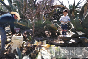 Festival del Maguey 2025: un festín de pulque, mixiotes y música huasteca
