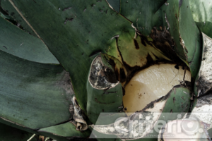 Antropóloga resalta la importancia del maguey en Epazoyucan