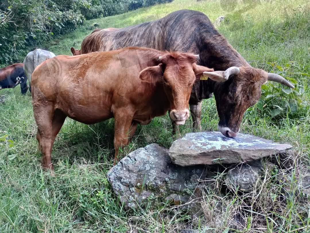 Lolotla enfrenta un nuevo caso de abigeato, dejando a un ganadero sin cuatro de sus vacas