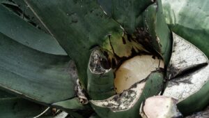 El arte de extraer el pulque se mantiene vivo gracias a expertos tlachiqueros