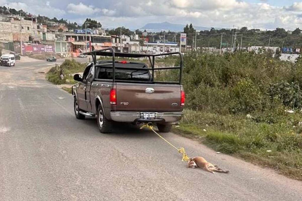 El 17 de octubre de 2024 se hizo viral el caso de maltrato a un perro, sobre la vía estatal Tulancingo-Cuautepec