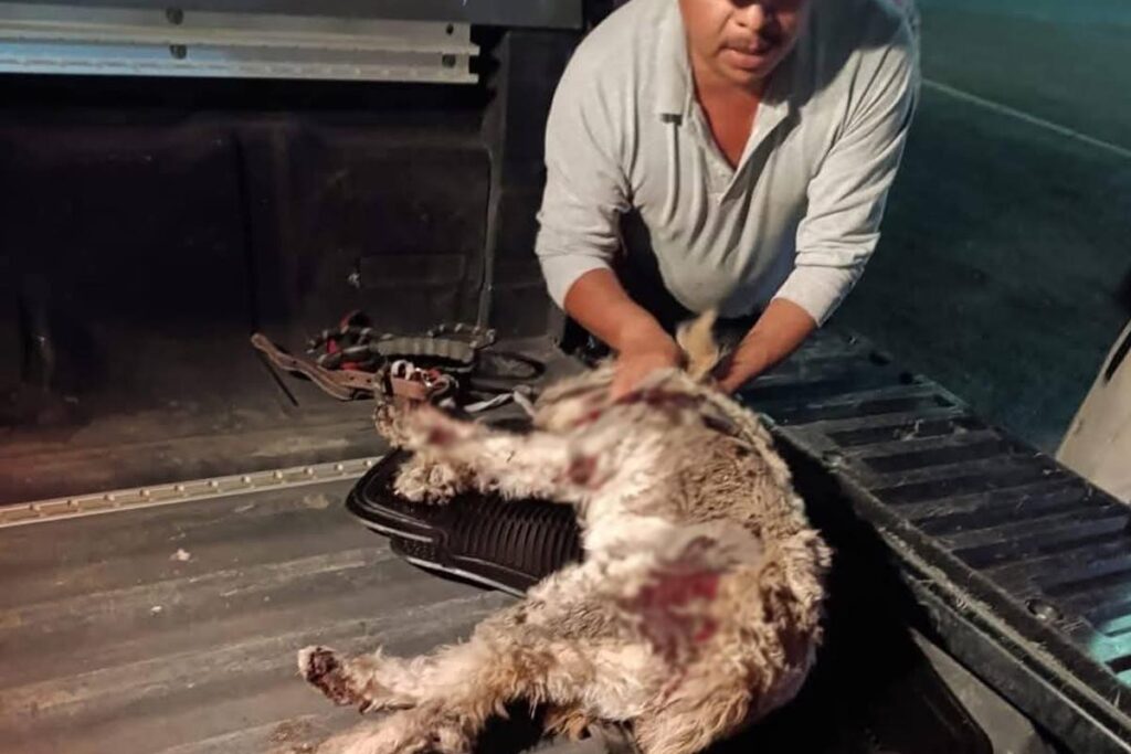 En el video que circuló en redes se observa dentro de la batea al perro agonizante, con múltiples heridas