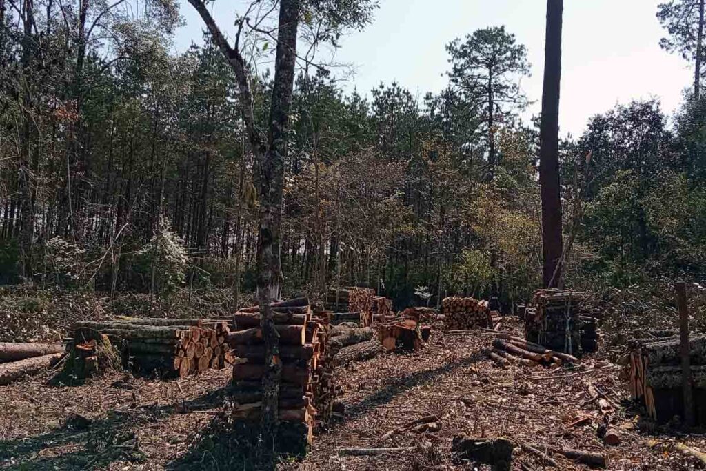 Manejo Forestal contempla la renovación de árboles, que implica el aprovechamiento de madera bajo normas establecidas