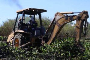 Pobladores dijeron que la presencia del lirio en la presa Endhó es consecuencia de omisiones de autoridadesFoto: Miguel Ángel Martínez