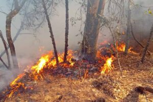 En 2024, los incendios afectaron 4 mil 600 hectáreas de bosque | Foto: Archivo