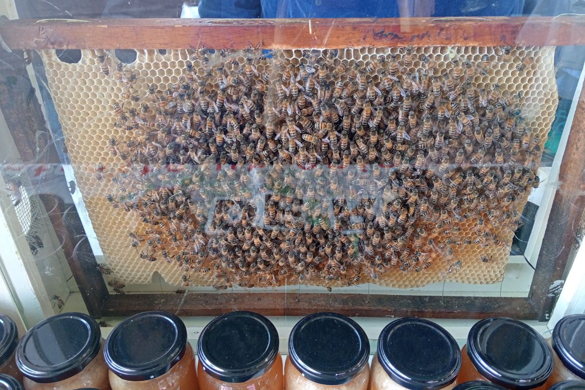 Actualmente, Mario maneja cien cajones de abejas | Foto: Martha Sáenz