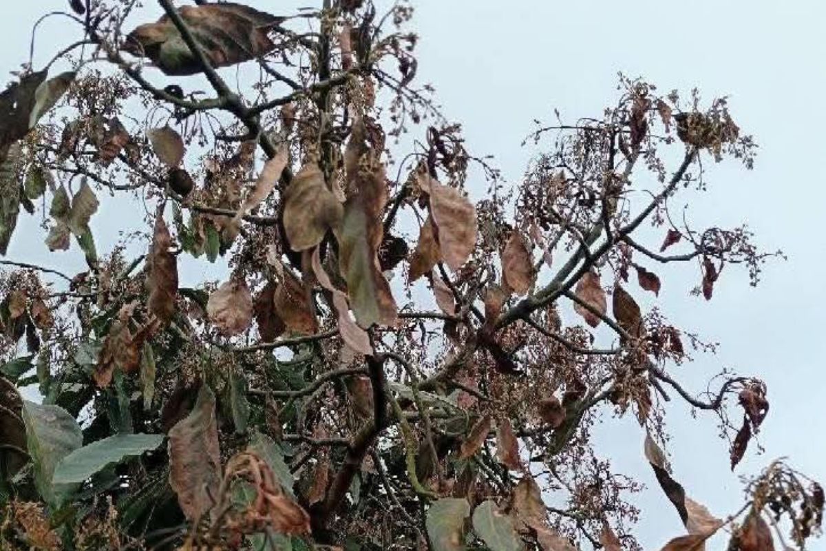 La caída de las hojas de los naranjos redujo la producción de 20 a 15 toneladas, afirmaron | Foto: Salomón Hernández