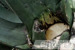 El festival inicia con el convivio tlachiquero y la coronación de la reina del pulque
