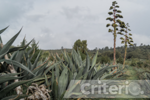 Magueyes, huapango y arte: el evento imperdible en La Pila este domingo