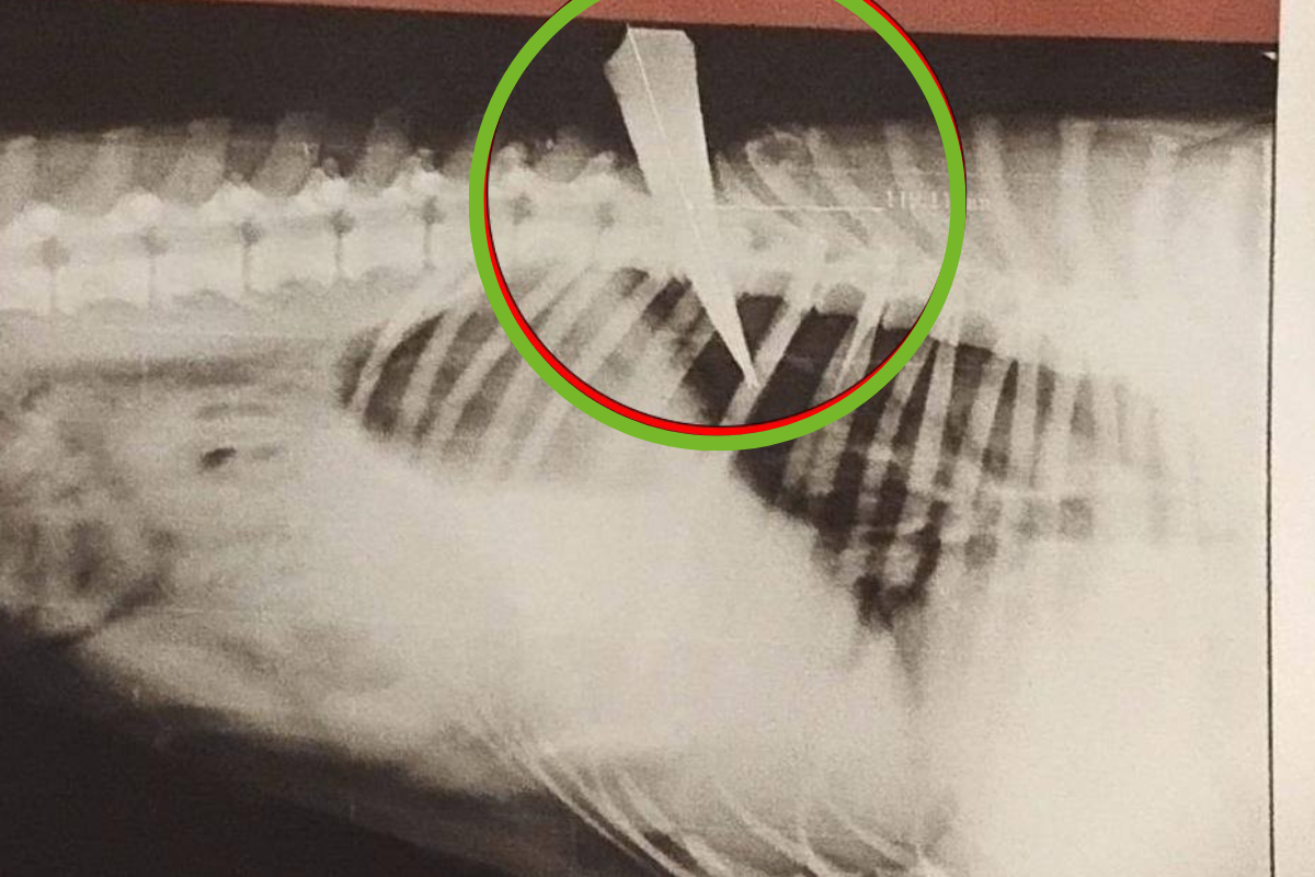 La perrita fue atendida de emergencia en un centro veterinario de Pachuca.