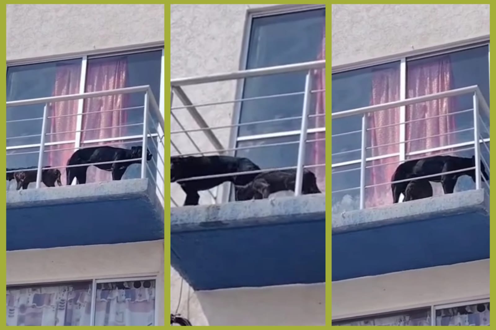 Un perro y un gato permanecen al aire libre sin alimento ni agua, según informes de los residentes.