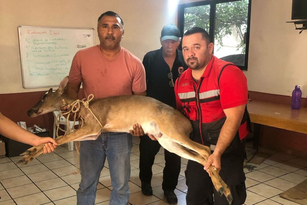 Venado cola blanca sorprende a familia de Huejutla al ingresar a su domicilio