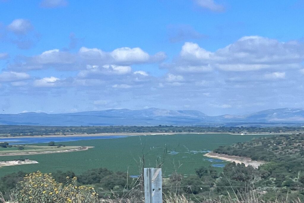 Presa de Alfajayucan contiene lirio acuático; piden ayuda para erradicarlo